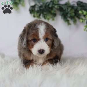 Donald, Mini Bernedoodle Puppy